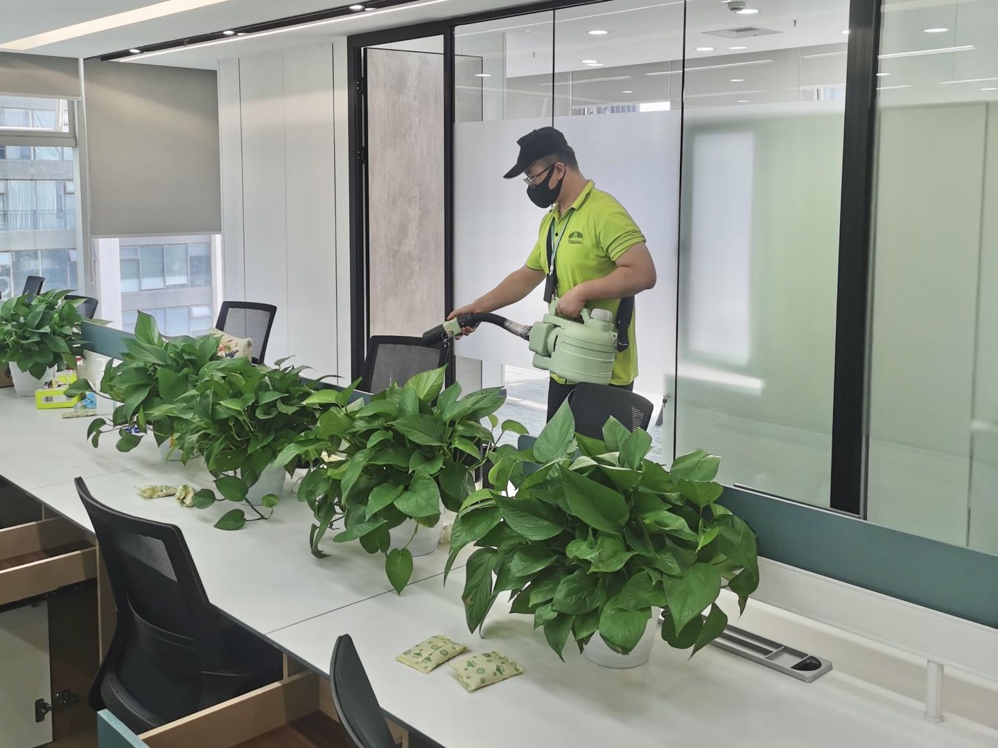 办公室净化空气绿植有哪些？
