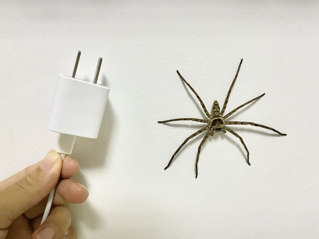 新房屋里有蜘蛛说明甲醛含量少吗？