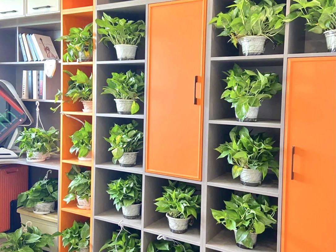 刚装修完的新房应该放什么植物吸甲醛？