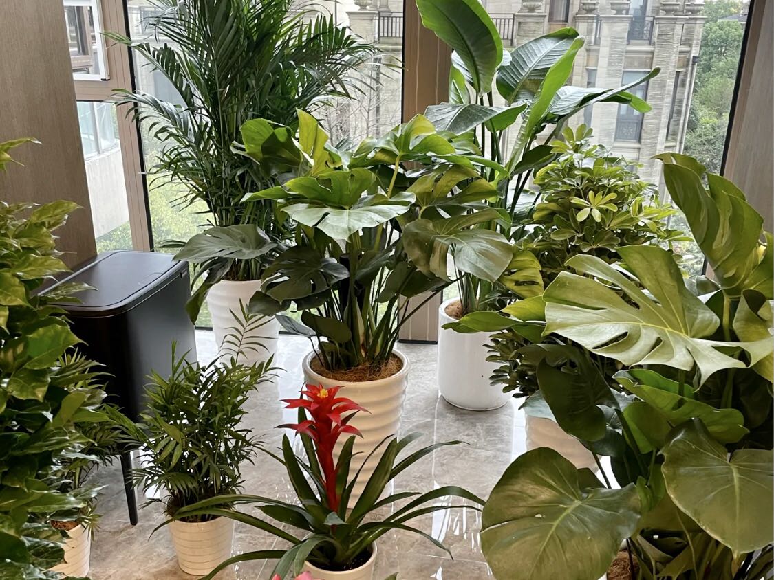 哪种植物最适合放在室内净化空气？