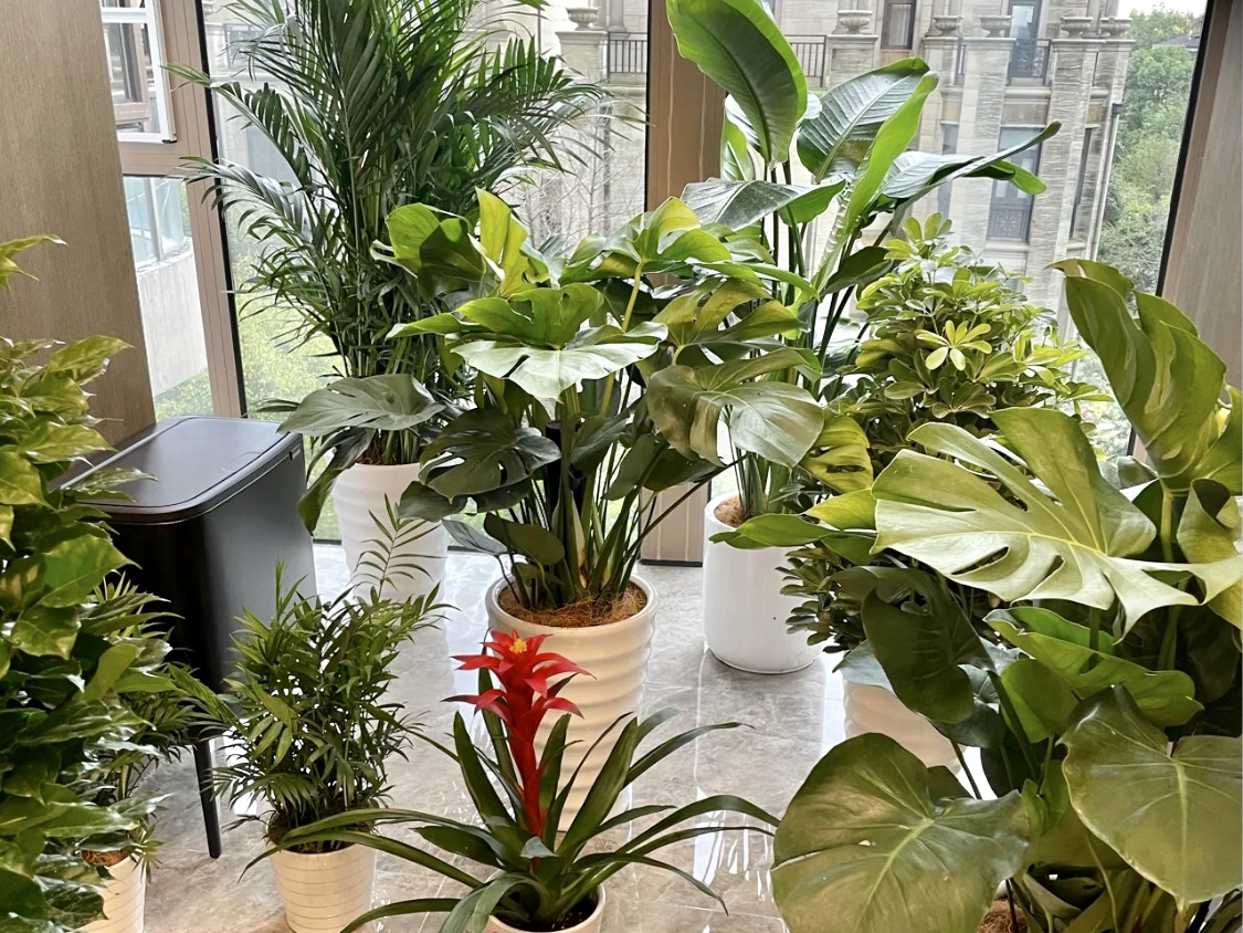 清新空气的室内植物有哪些？